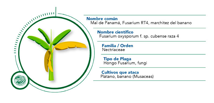 Infografía FusariumRT4 Infografía FusariumRT4