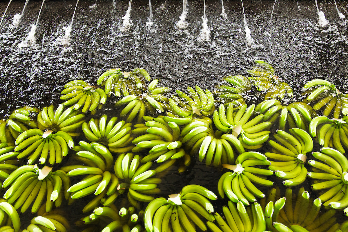 Agro: Banano en Costa Rica