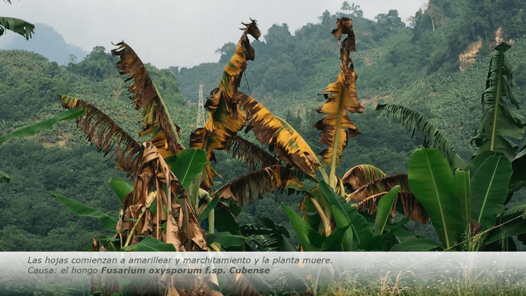 Hojas Mal de Panamá Fusarium RT4