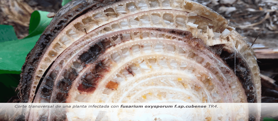 Foto Fusarium RT4