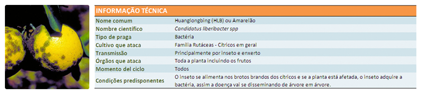 Info-tec-amarelao-PT