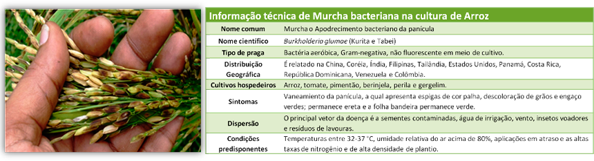 Info-tec-arroz-PT