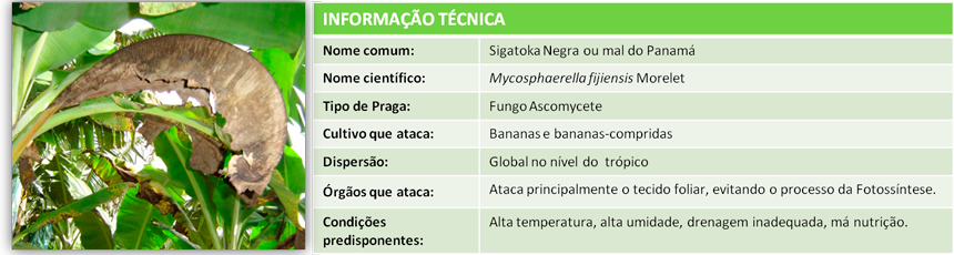 Info-tec-sigatoka-PT