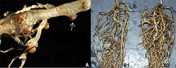 Raíces infectadas con especies de nematoide Meloidogynespp