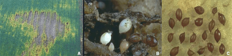 Síntomas da infestación de Nemetodos en lotes de soja