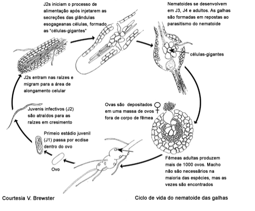 Ciclo de vida nematodos